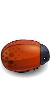 Bug